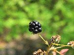 Common Blackberry (Rubus allegheniensis), fruit/seed