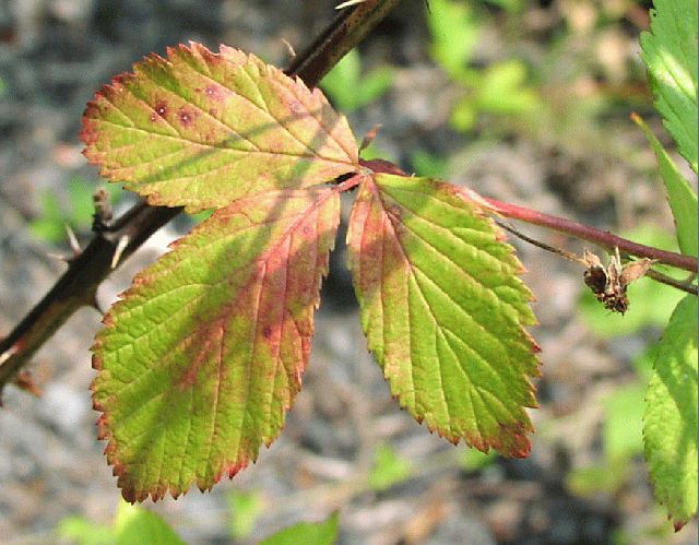 Common Blackberry (Rubus allegheniensis)