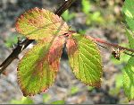 Common Blackberry (Rubus allegheniensis), leaf