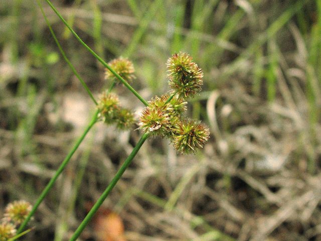 Bur Reed (Sparganium americanum)