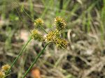Bur Reed (Sparganium americanum), flower