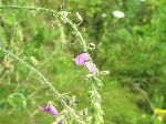 Hoary Tick-Trefoil (Desmodium canescens), flower