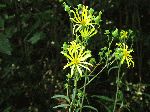 Whorled Rosinweed (Silphium trifoliatum), flower