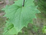 Pale Indian-Plantain (Cacalia atriplicifolia), leaf