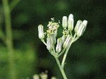 Pale Indian-Plantain (Cacalia atriplicifolia), flower