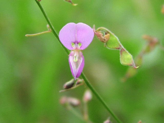 Panicled Tick-Trefoil (Desmodium paniculatum)