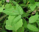 Panicled Tick-Trefoil (Desmodium paniculatum), leaf
