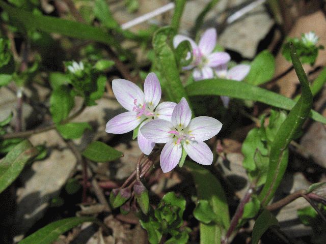 Spring Beauty (Claytonia virginica)