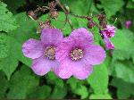Purple-Flowering Raspberry (Rubus odoratus), flower