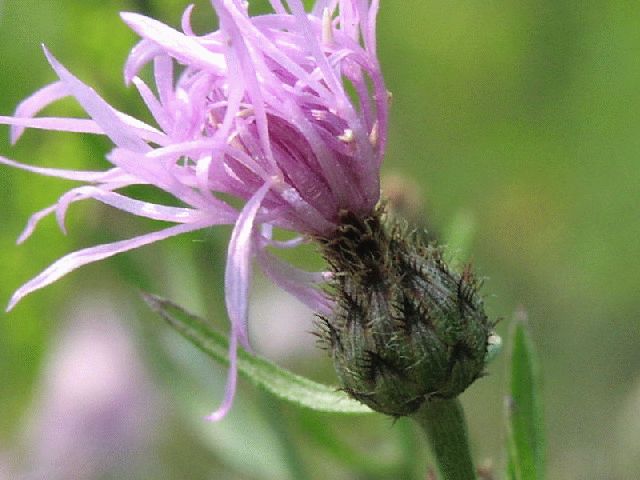 Black Knapweed (Centaurea nigra)