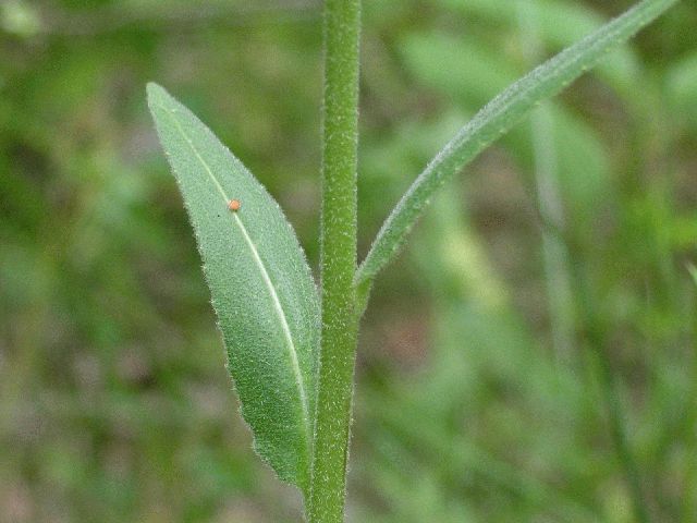 Plains Wallflower (Erysimum capitatum)