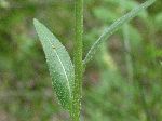 Plains Wallflower (Erysimum capitatum), leaf