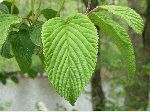 Hobblebush (Viburnum lantanoides), leaf