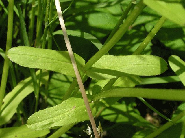 Corn Salad (Valerianella locusta)