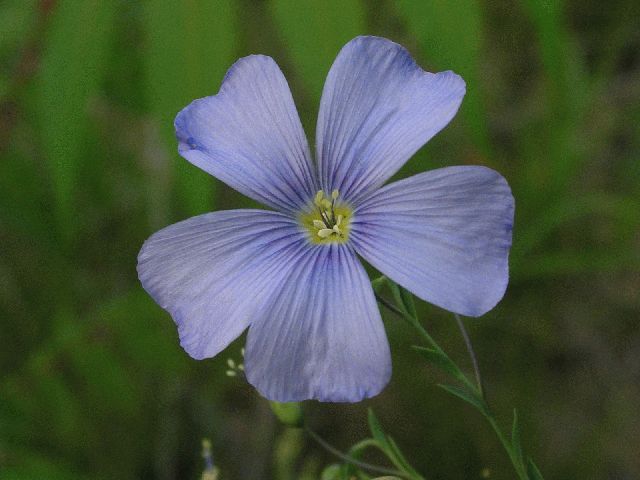 Wild Blue Flax (Linum lewisii)