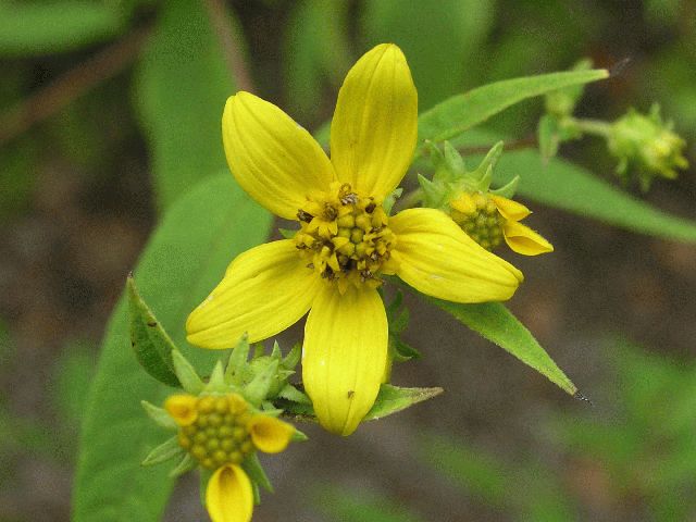 Small Wood Sunflower (Helianthus microcephalus)