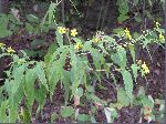 Small Wood Sunflower (Helianthus microcephalus), tech