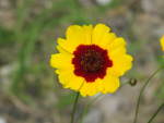 Garden Coreopsis (Coreopsis tinctoria), flower