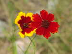 Garden Coreopsis (Coreopsis tinctoria), flower