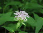 Wild Bergamot (Monarda fistulosa), flower