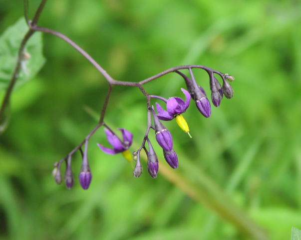 Deadly Nightshade (Solanum dulcamara)