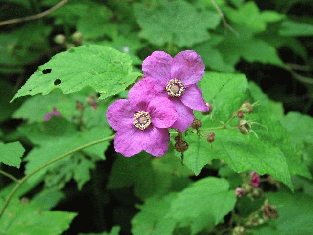 Purple-Flowering Raspberry (Rubus odoratus)