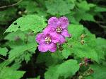 Purple-Flowering Raspberry (Rubus odoratus), flower