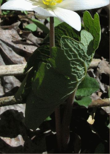Bloodroot (Sanguinaria canadensis)