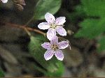 Carolina Spring Beauty (Claytonia caroliniana), flower