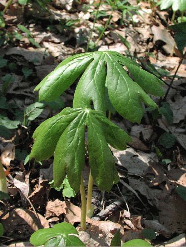 Mayapple (Podophyllum peltaum)