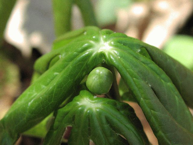 Mayapple (Podophyllum peltaum)