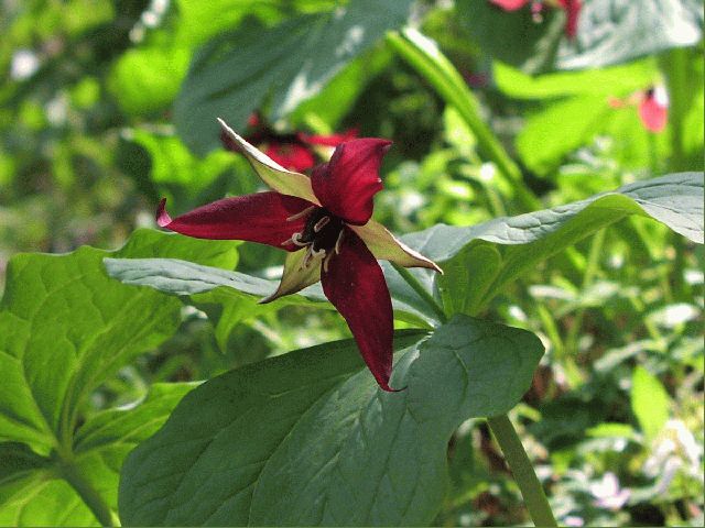 Wakerobin (Trillium erectum)