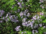 Wild Blue Phlox (Phlox divaricata), flower