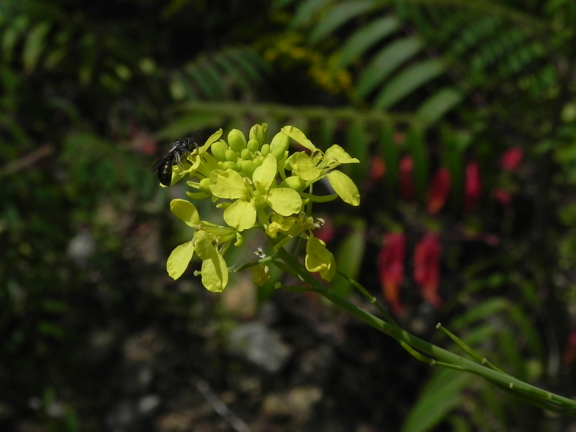 Wildflower: White Mustard (Sinapis alba), Allegheny River Trail