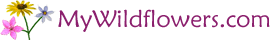 wildflower logo