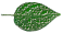 leaf shape - entire
