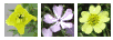 flower shape - four to six petals