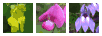 flower shape - irregular