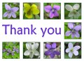 violets thank you cards