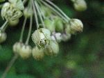 Poke Milkweed (Asclepias exaltata), flower