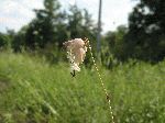 Bladder Campion (Silene vulgaris), flower