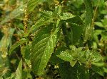 Wild Mint (Mentha arvensis), leaf