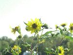 Nodding Bur-Marigold (Bidens cernua), flower