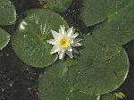 Fragrant Water Lily (Nymphaea odorata), flower