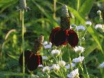 Upright Prairie Coneflower (Ratibida columnifera), flower
