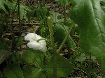 Mayapple (Podophyllum peltaum), flower