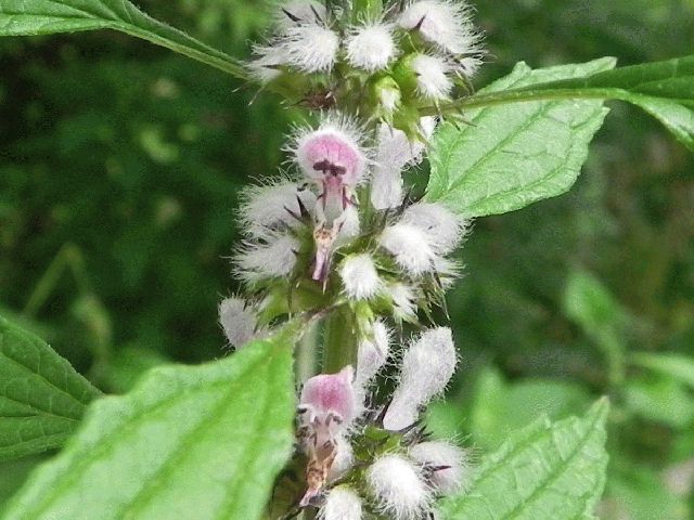 Motherwort (Leonurus cardiaca)