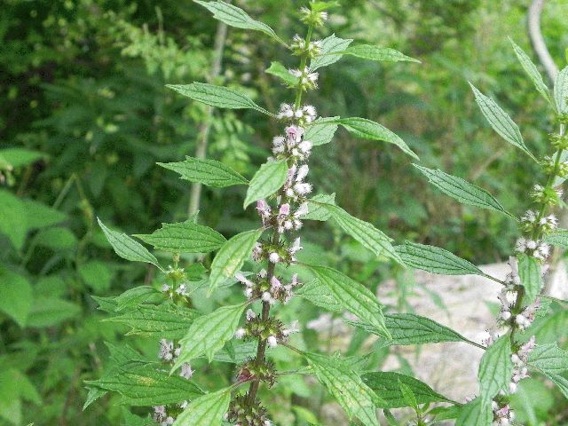 Wildflower: Motherwort (Leonurus cardiaca), Kane Woods
