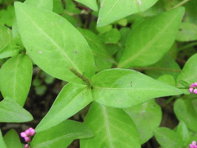 Pennsylvania Smartweed (Polygonum pensylvanicum L.)