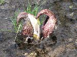 Skunk Cabbage (Symplocarpus foetidus), flower